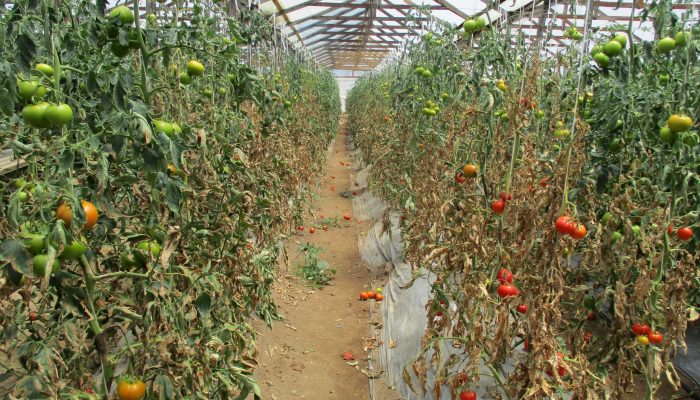 Tomate con cancro bacteriano