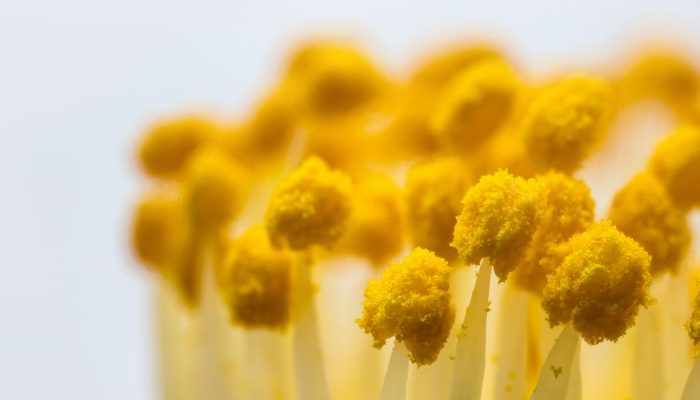flower-pistil-closeup-2026-01-07-06-57-40-utc (1)_11zon
