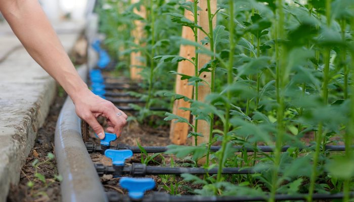 hand-of-young-female-farmer-switching-on-system-of-2026-01-05-00-21-05-utc (1)_11zon