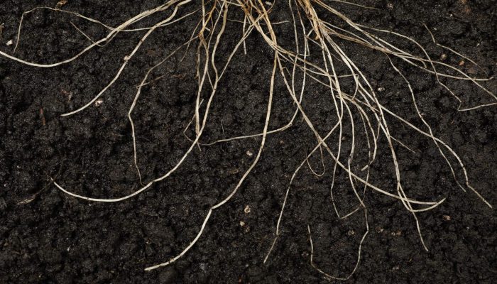 plant-with-root-in-soil-top-view-2026-01-11-10-50-23-utc (1)_11zon